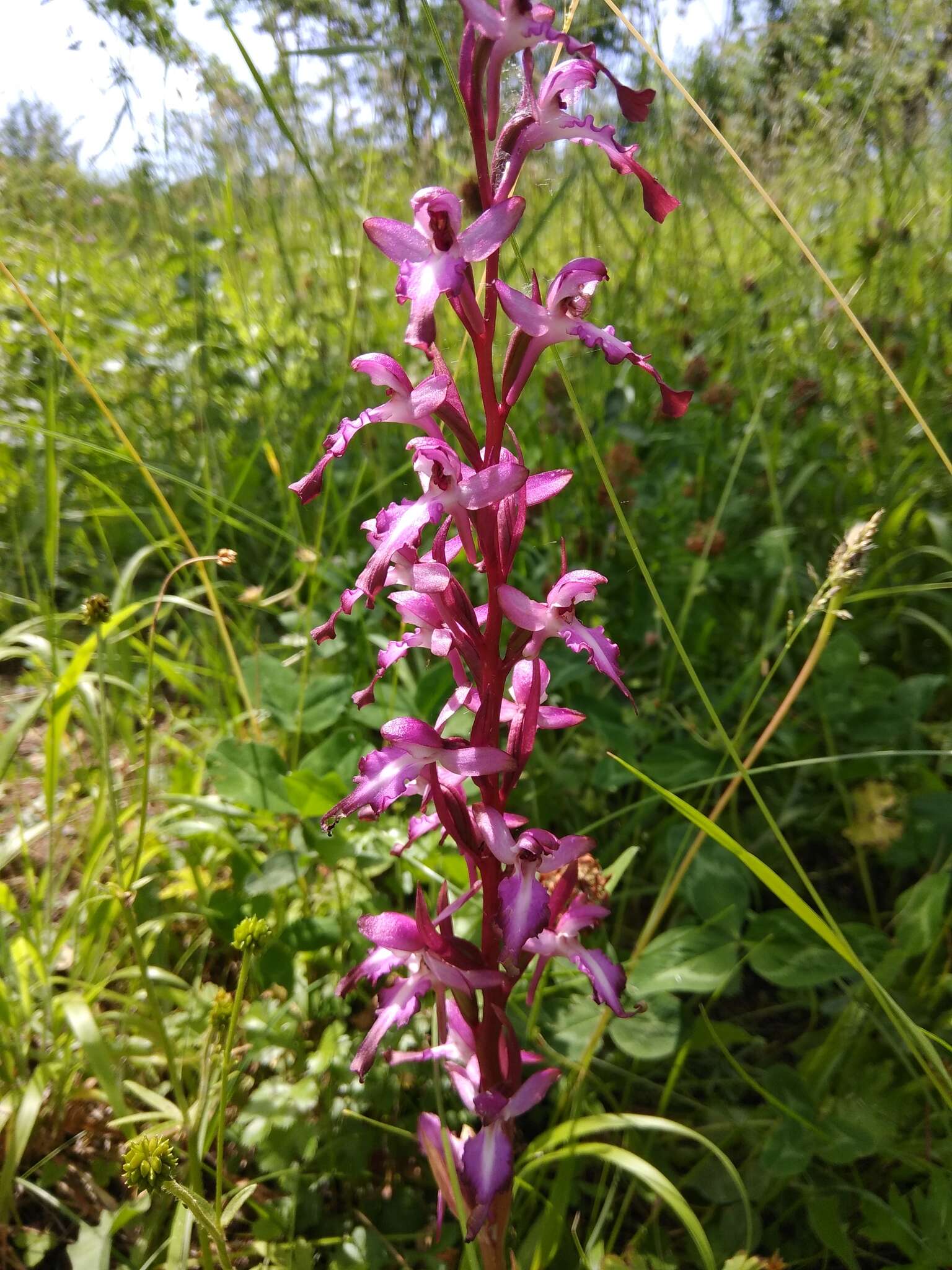 Image of Himantoglossum formosum (Steven) K. Koch