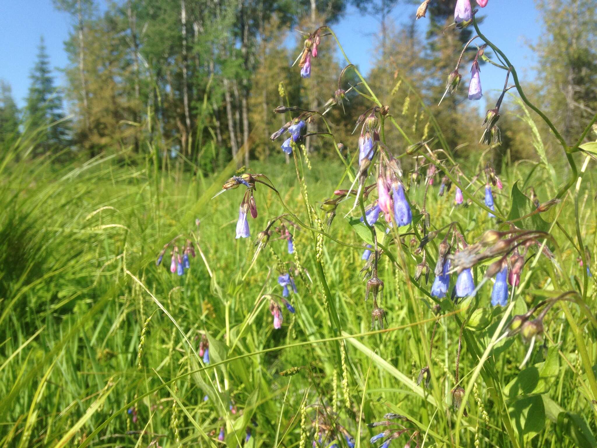 Image of northern bluebells