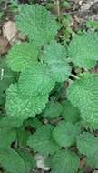 Image of horehound