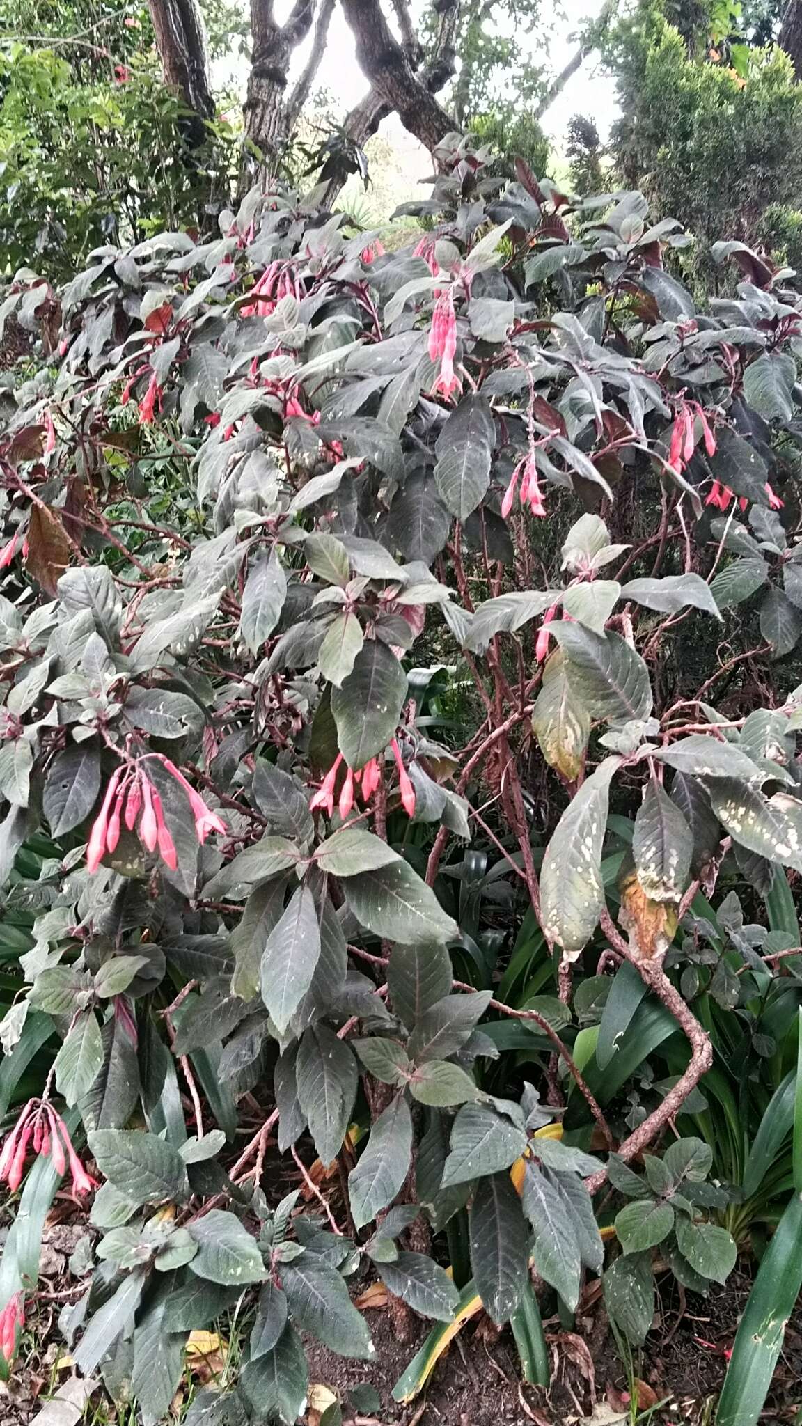 Image of Fuchsia triphylla L.