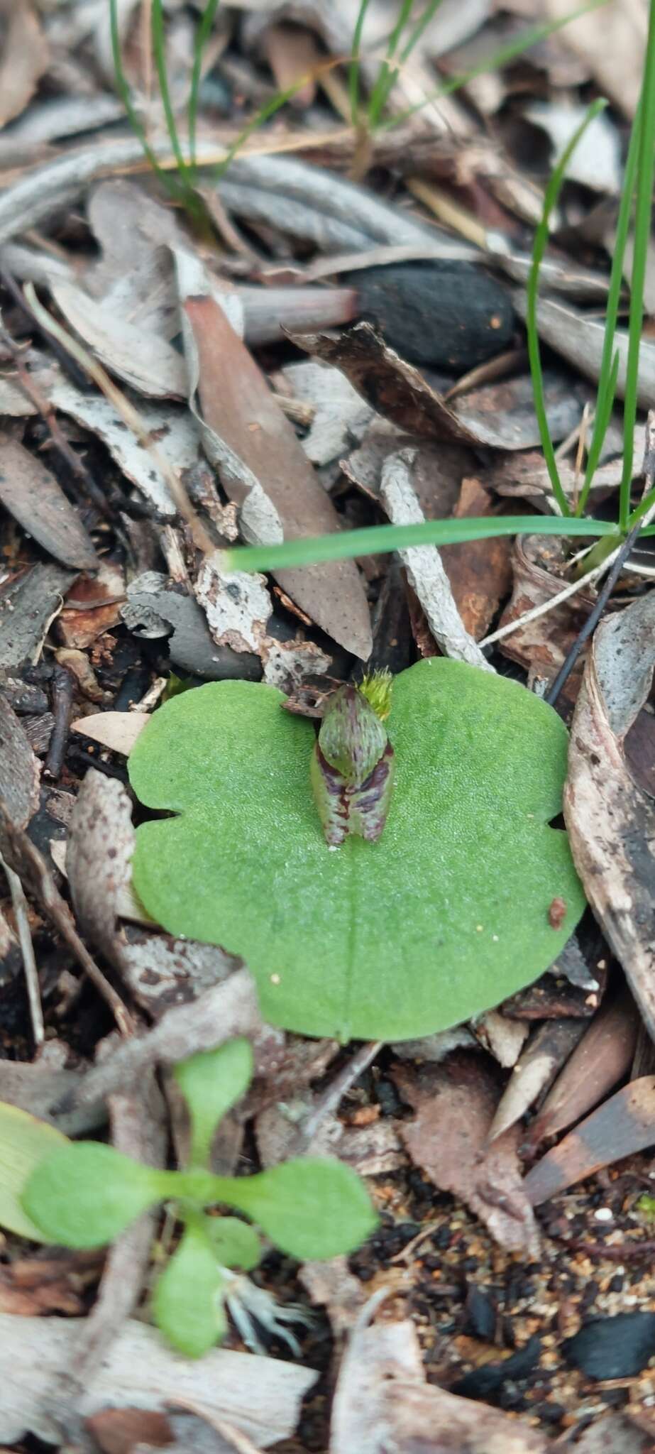 Image of Tiny helmet orchid