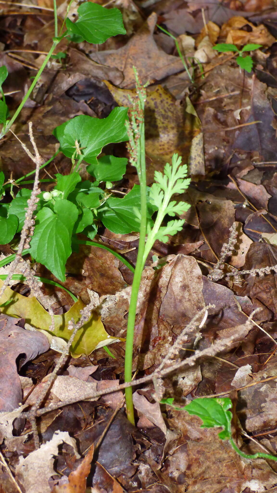 Image of branched moonwort