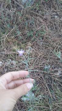 Image of Centaurea caprina Stev.