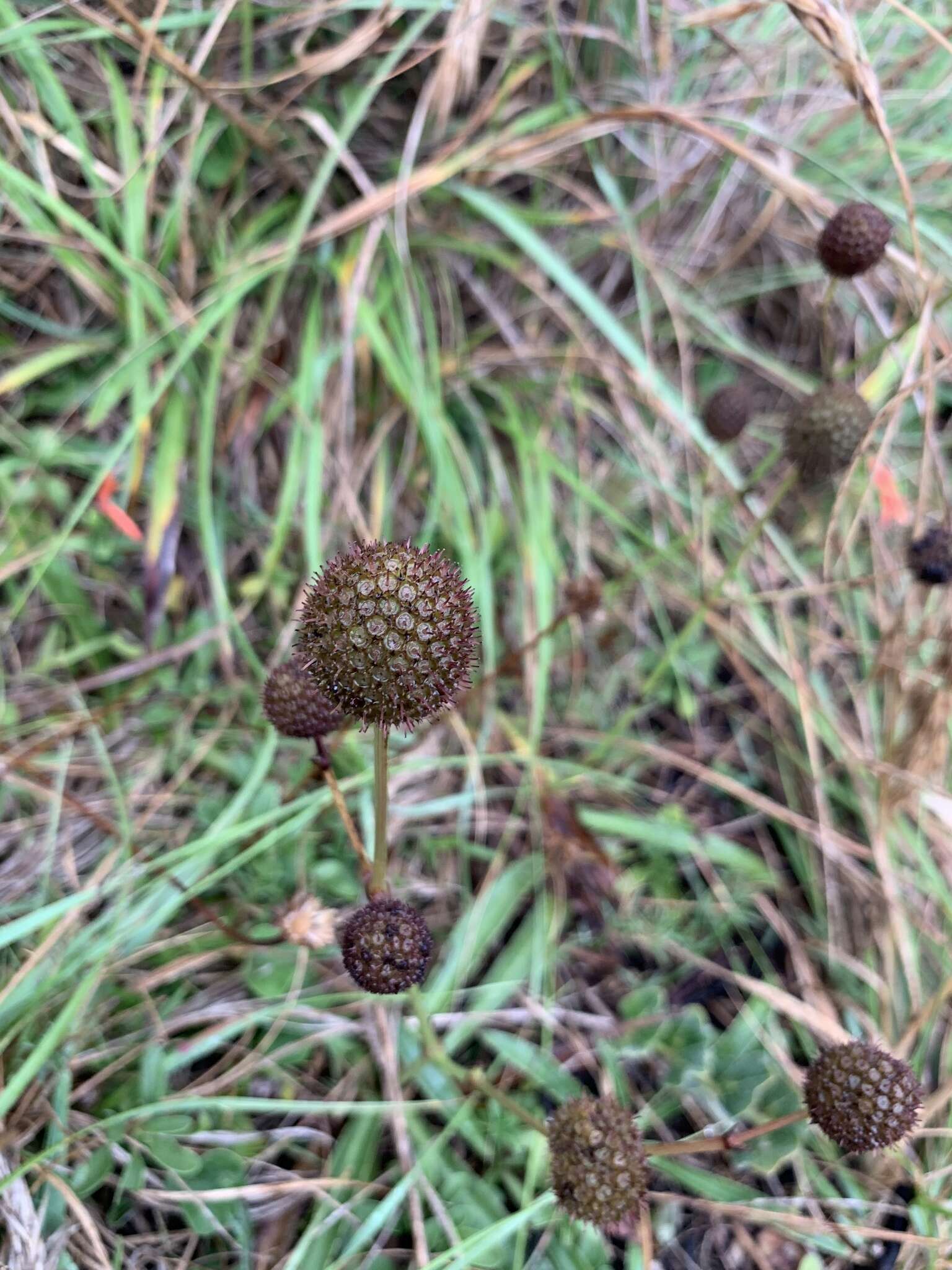 Image of Eryngium sanguisorba Cham. & Schltdl.