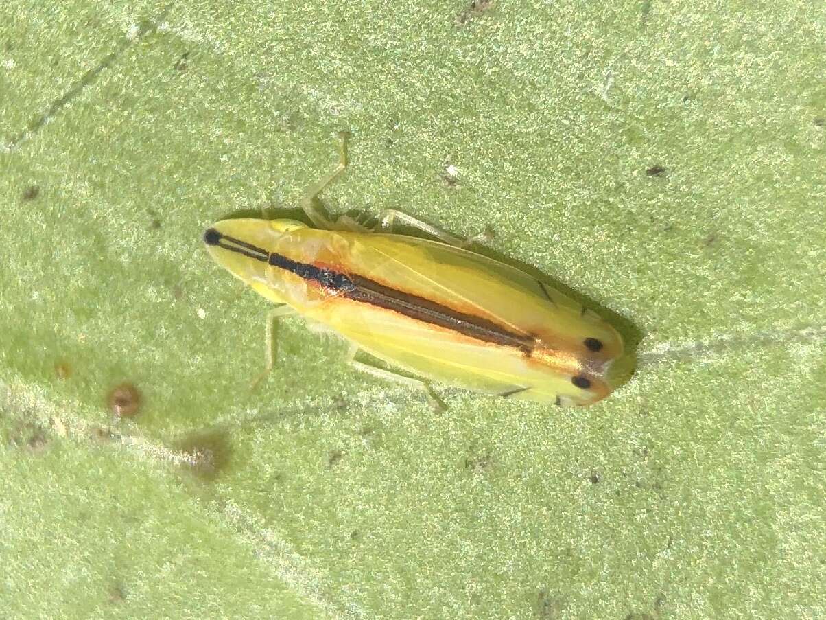 Image of Two-spotted leafhopper