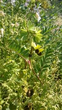 Imagem de Vicia melanops Sibth. & Sm.