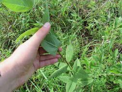 Image of Godfrey's thoroughwort