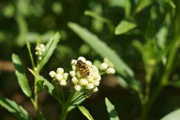 Image of Syrphus octomaculatus Walker 1836