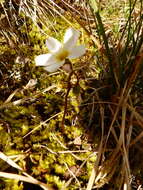 Claytonia sarmentosa C. A. Mey. resmi