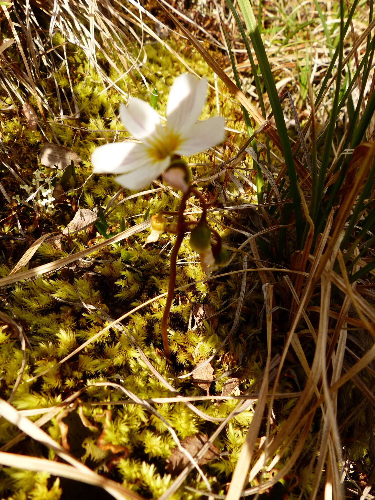 Claytonia sarmentosa C. A. Mey. resmi