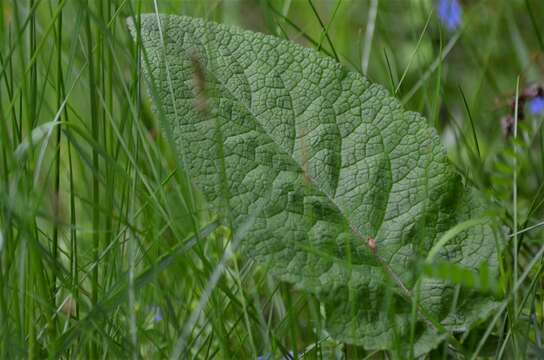 صورة Verbascum alpinum Turra