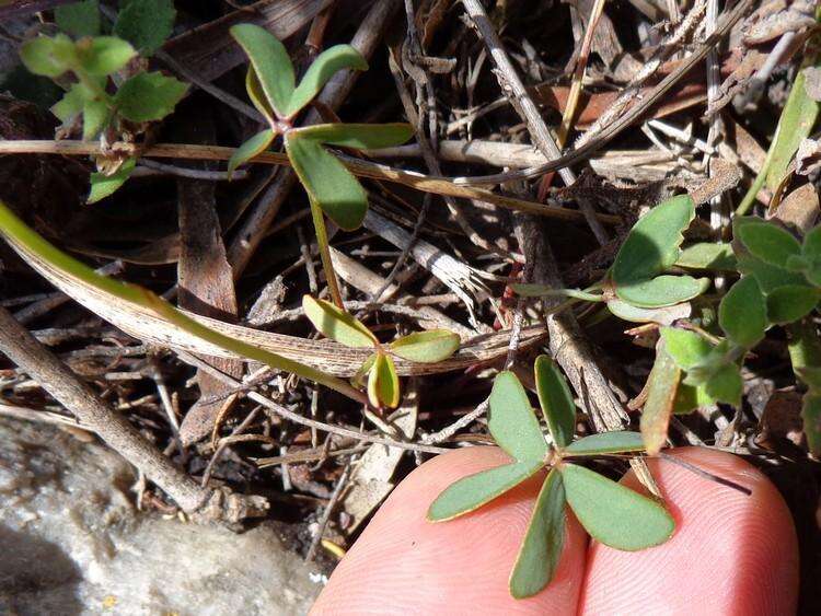 Imagem de Oxalis smithiana Eckl. & Zeyh.