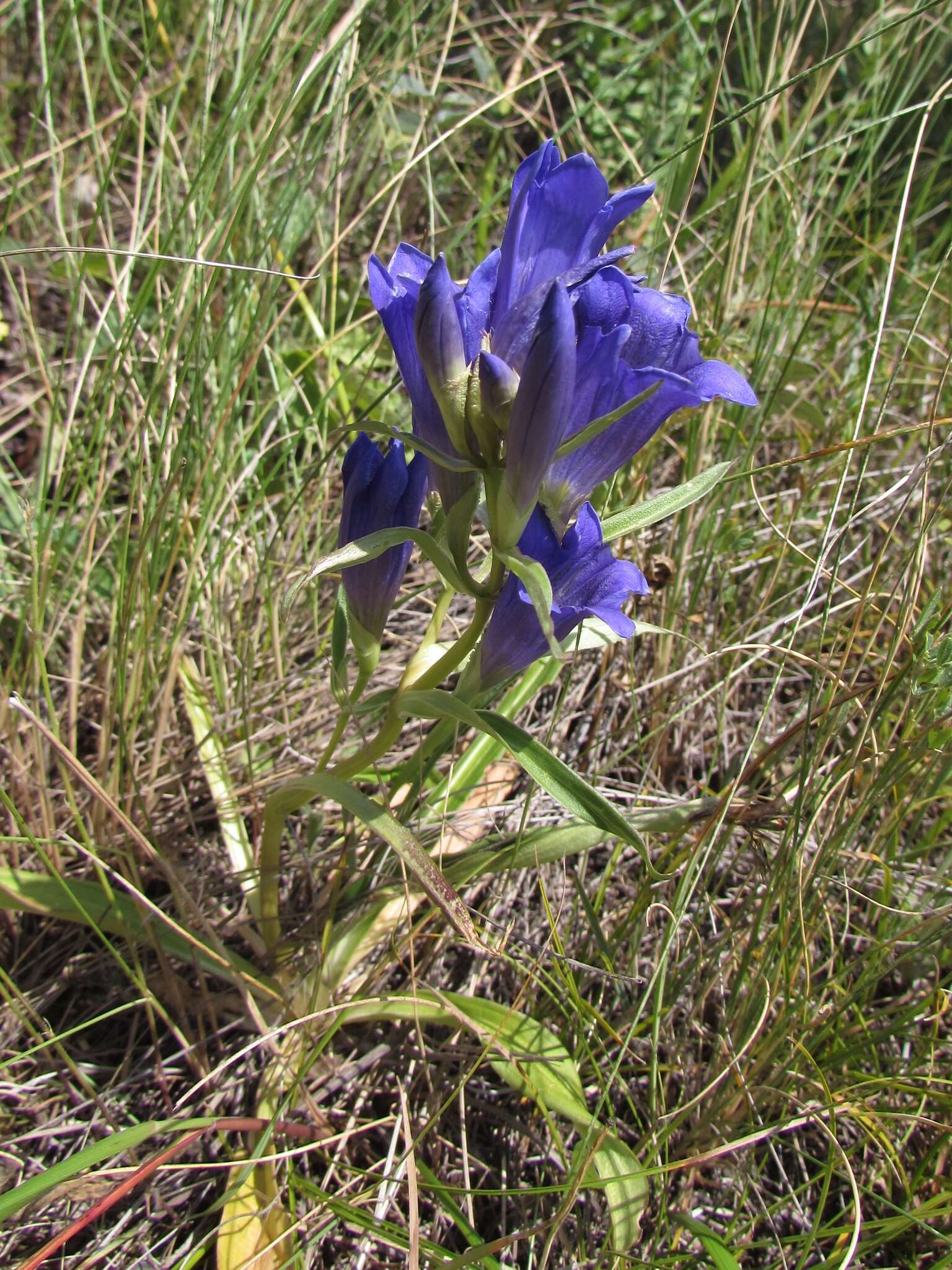 صورة Gentiana decumbens L. fil.