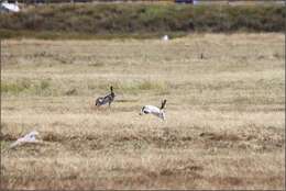 Lepus callotis Wagler 1830 resmi