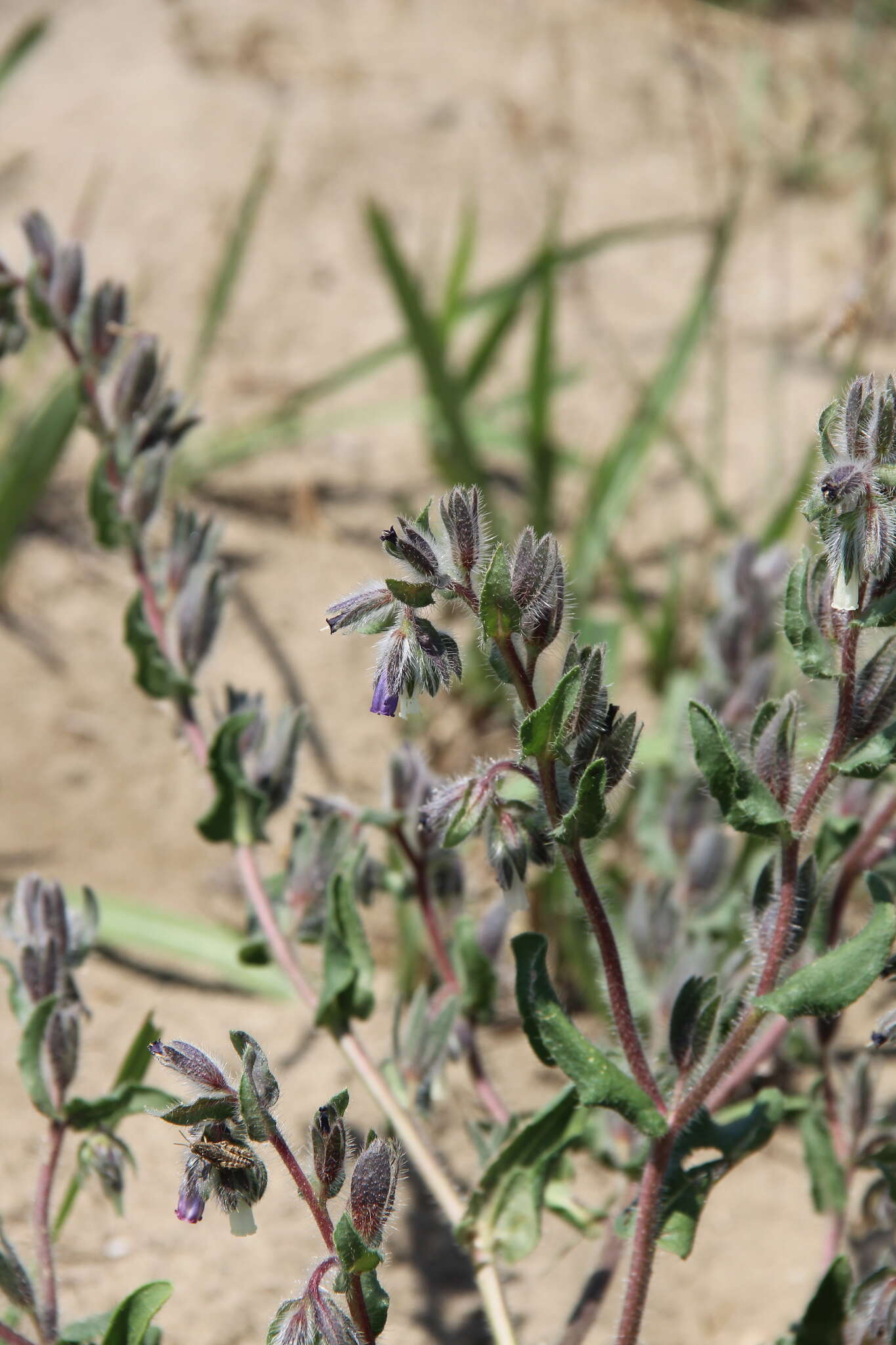 Слика од Onosma tinctorium M. Bieb.