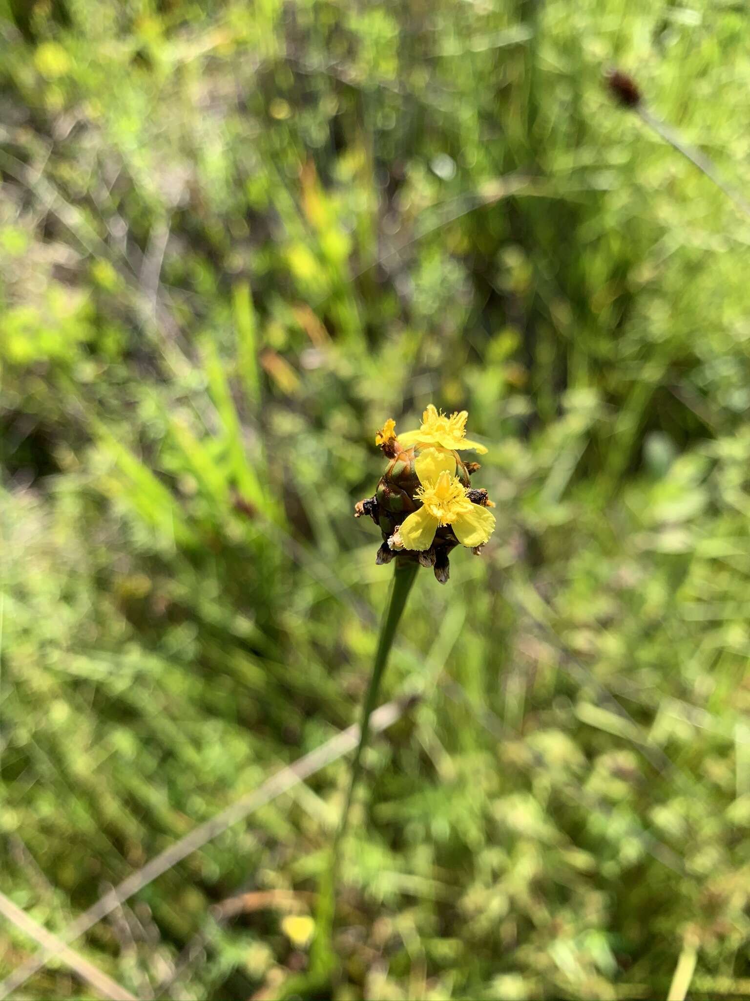 Image of irisleaf yelloweyed grass