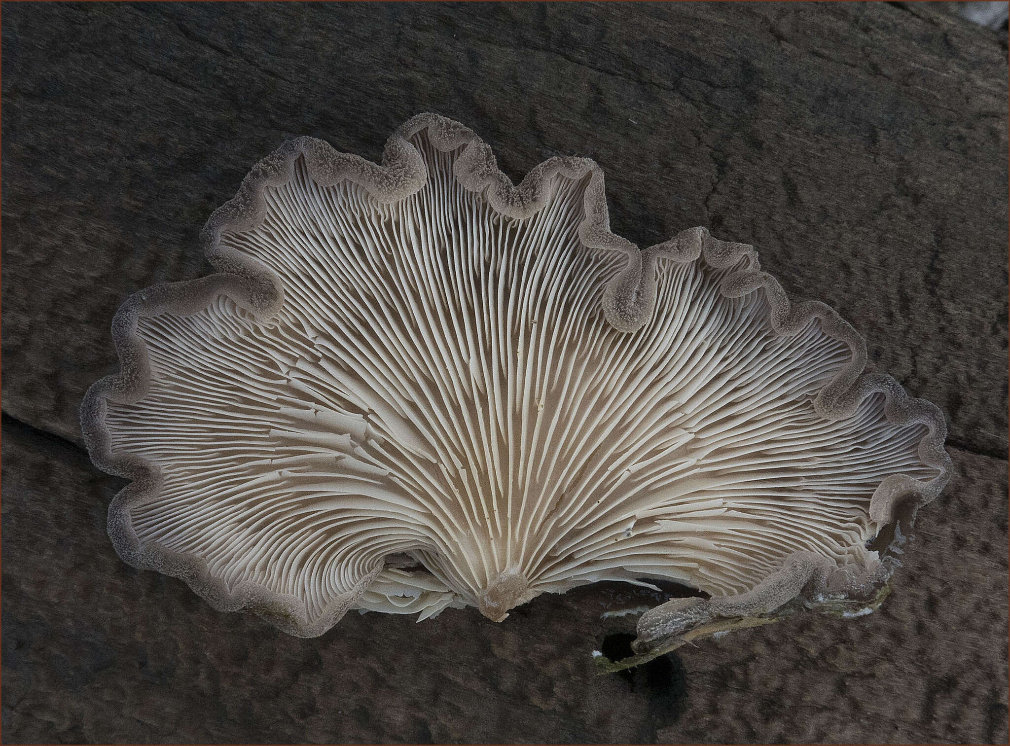 Hohenbuehelia mastrucata (Fr.) Singer 1951 resmi