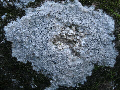 Image of Cow pie lichen