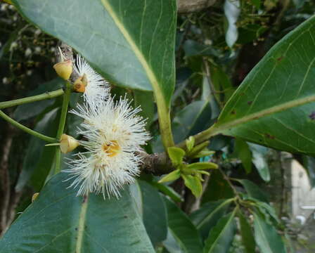 Слика од Syzygium nervosum DC.