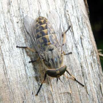 Image of Tabanus bromius Linnaeus 1758