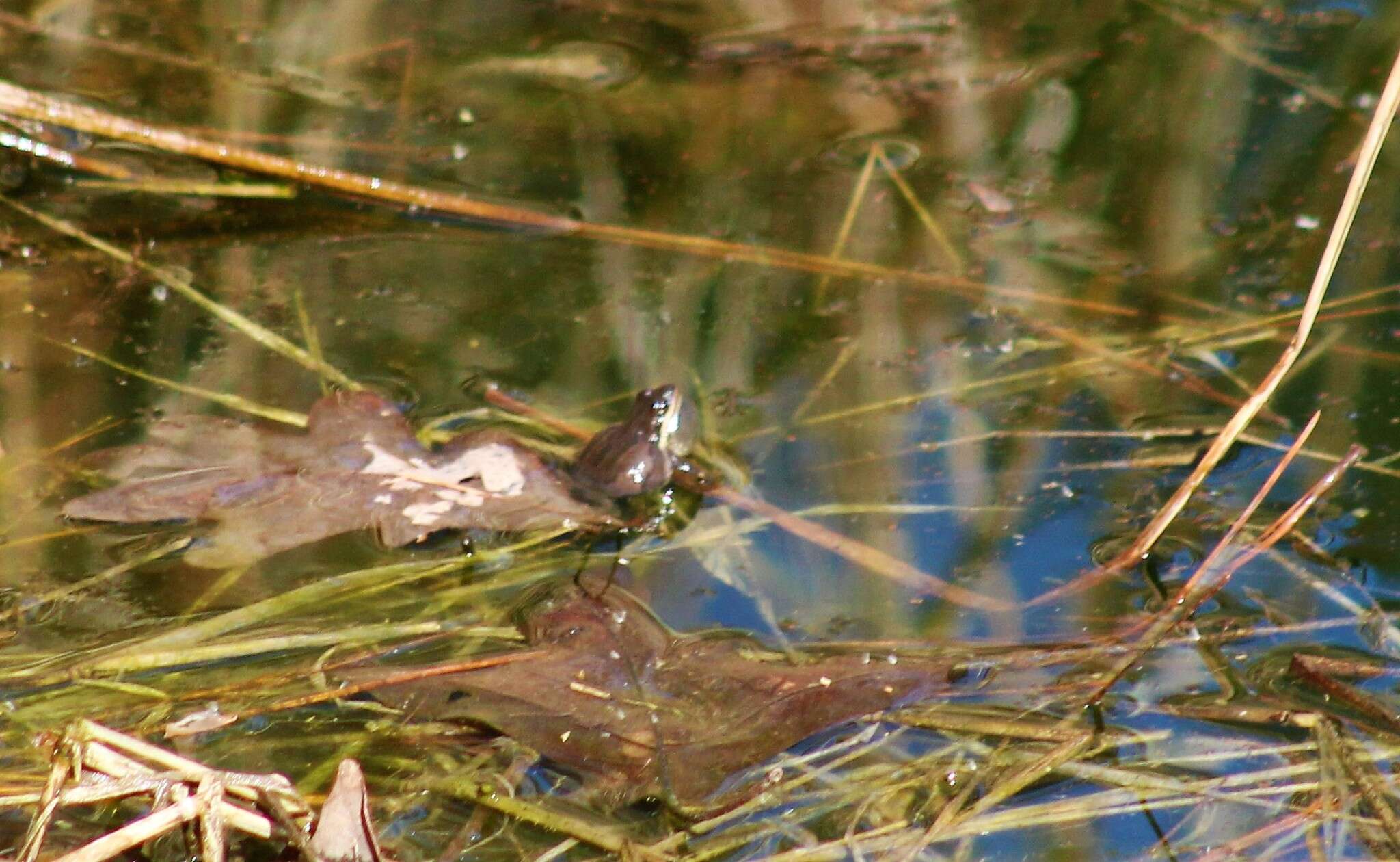 Image of New Jersey Chorus Frog