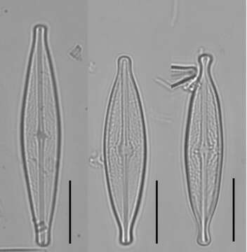 Brachysira microcephala (Grunow) Compère 1986的圖片