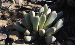 Image of living stone succulent