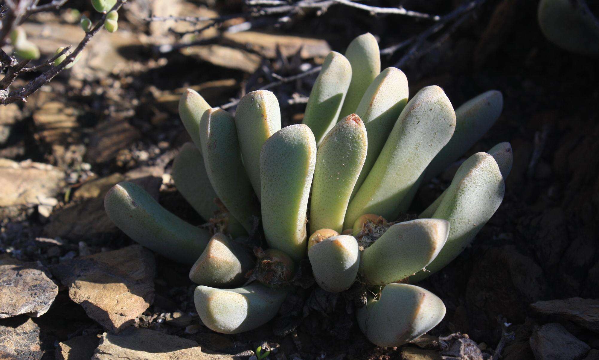 Image of living stone succulent