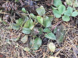 Prunella vulgaris subsp. vulgaris resmi