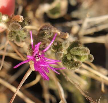 Image of Drosanthemum archeri L. Bol.