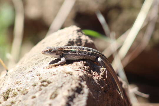 Image of Sceloporus brownorum Smith, Watkins-Colwell, Lemos-Espinal & Chiszar 1997