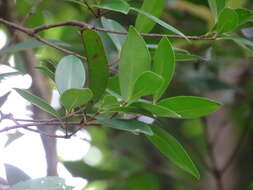 صورة Syzygium hancei Merr. & L. M. Perry