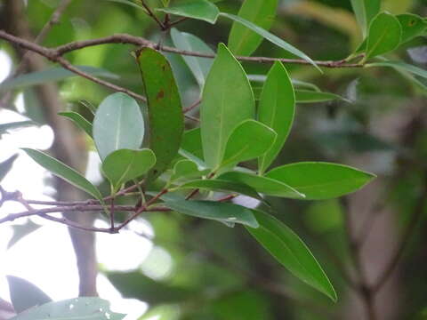 Image of Syzygium hancei Merr. & L. M. Perry