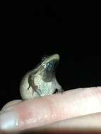 Image of Southern Chorus Frog