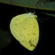 Image of Eurema simulatrix (Staudinger 1891)