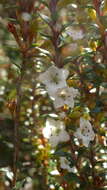 Image of Epacris pauciflora A. Rich.