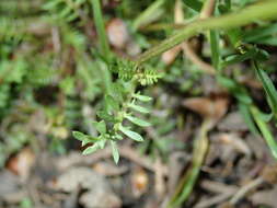 Image de Sisymbrella aspera (L.) Spach