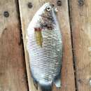 Image of Climbing perch