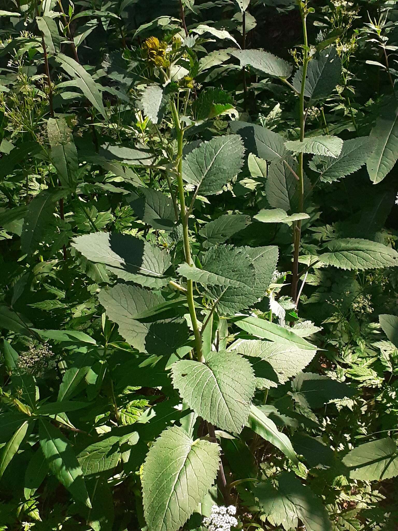 Plancia ëd Jacobaea alpina (L.) Moench