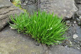 Image de Plantago maritima subsp. juncoides (Lam.) Hulten