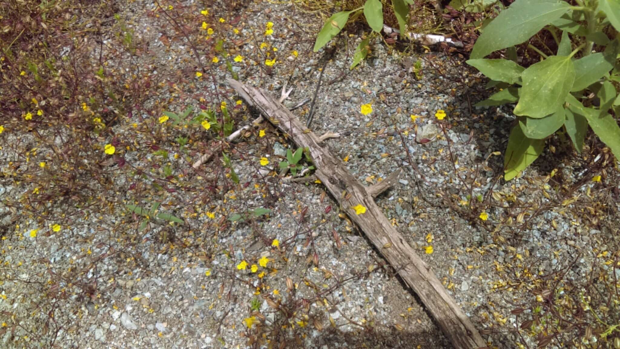 Image of Bare Monkey-Flower