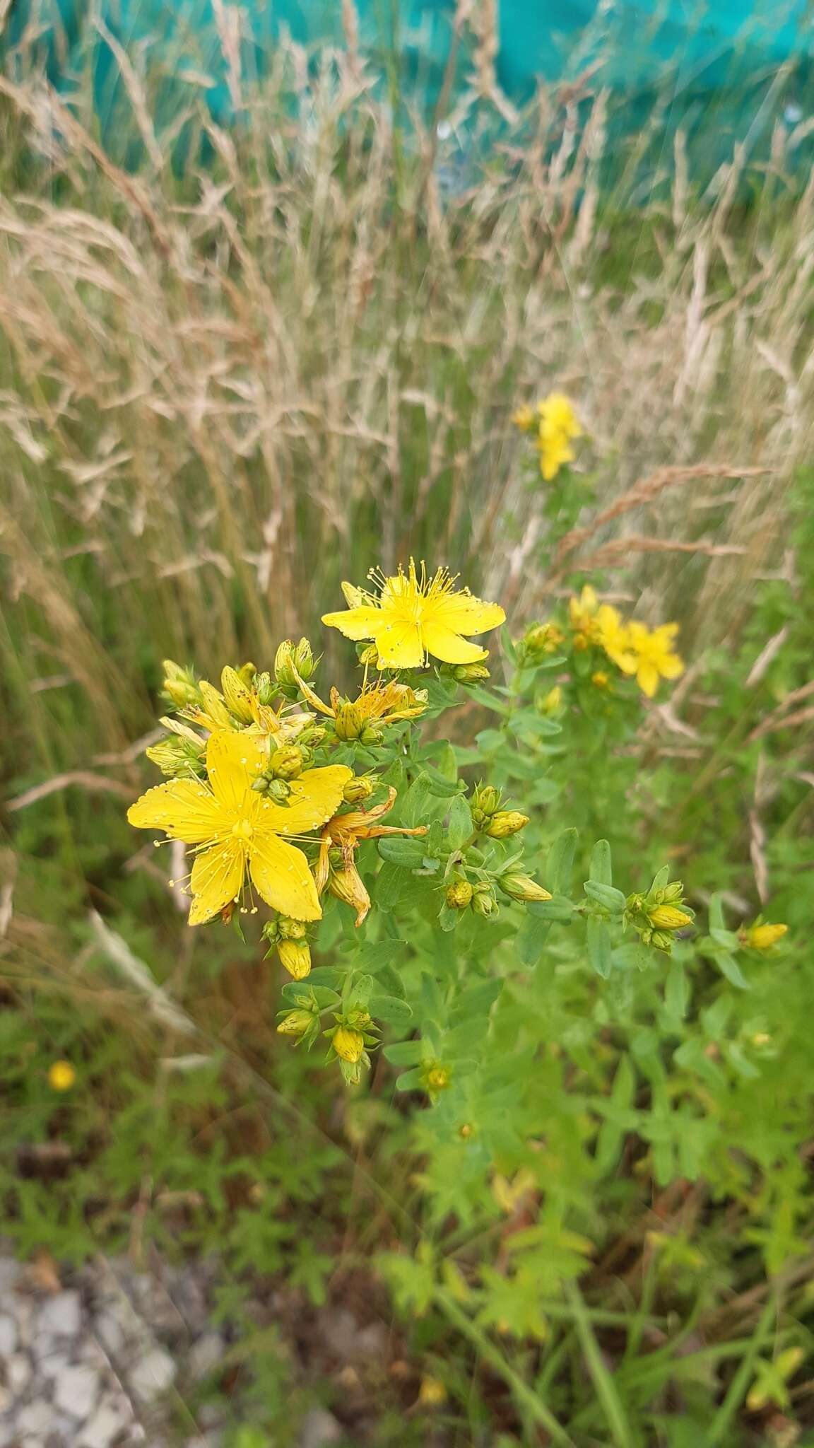 Sivun Hypericum desetangsii Lamotte kuva