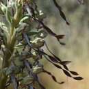 Image of Himantoglossum hircinum var. hircinum