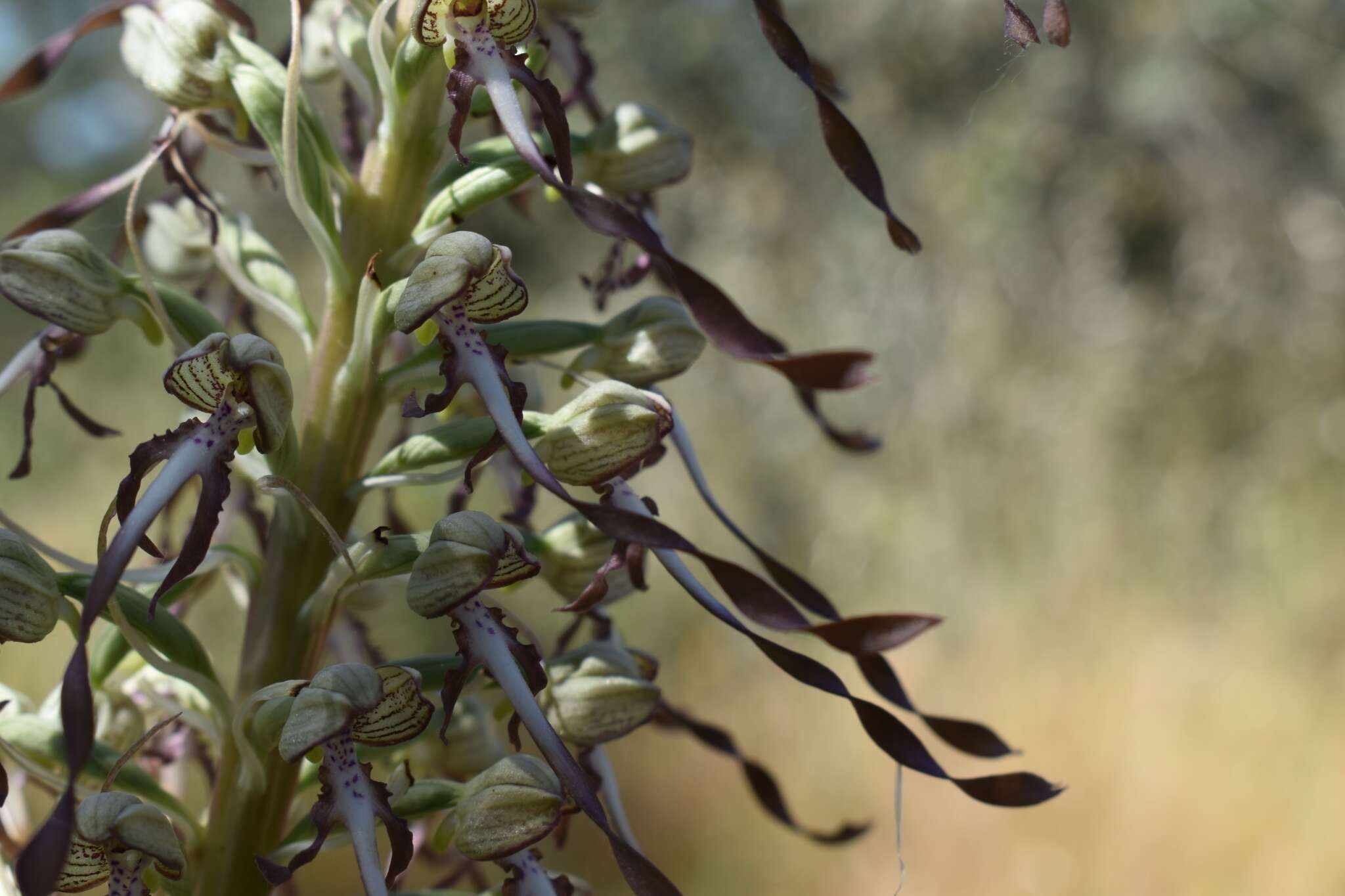 Image of Himantoglossum hircinum var. hircinum