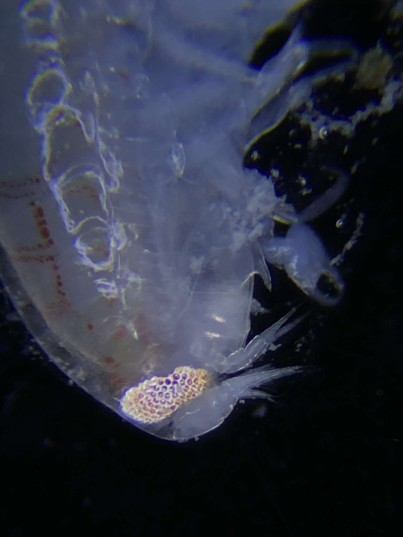 Image of Opisidae Lowry & Stoddart 1995