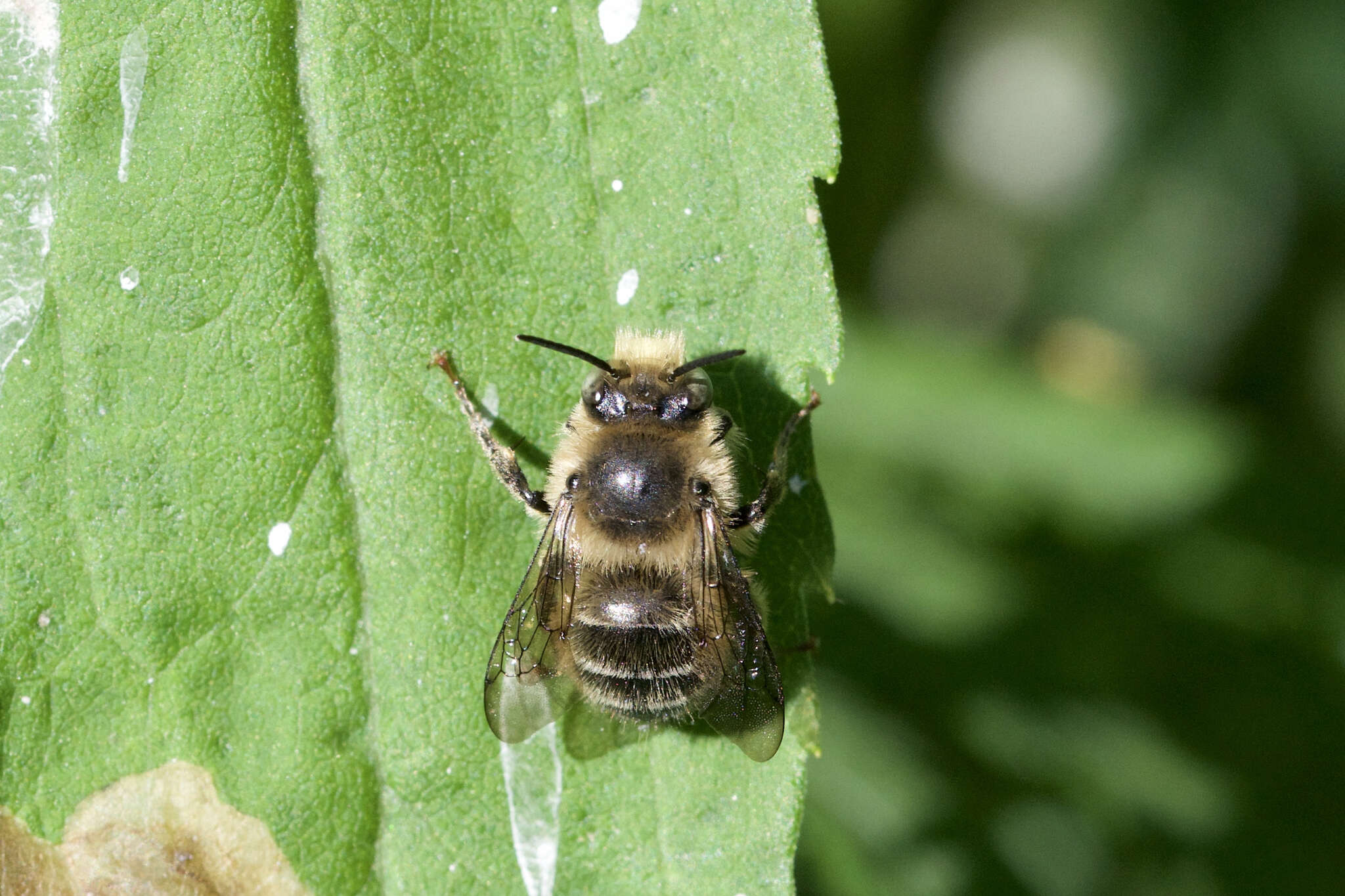 Image of Anthophora terminalis Cresson 1869