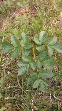 Image of Angelica archangelica subsp. litoralis (Fries) Thell.