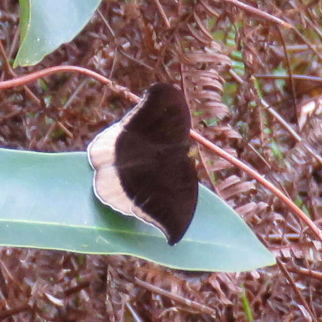 Tanaecia lepidea cognata resmi