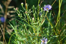 Image of Robyns' American-Aster