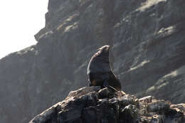 Image of South American Fur Seal